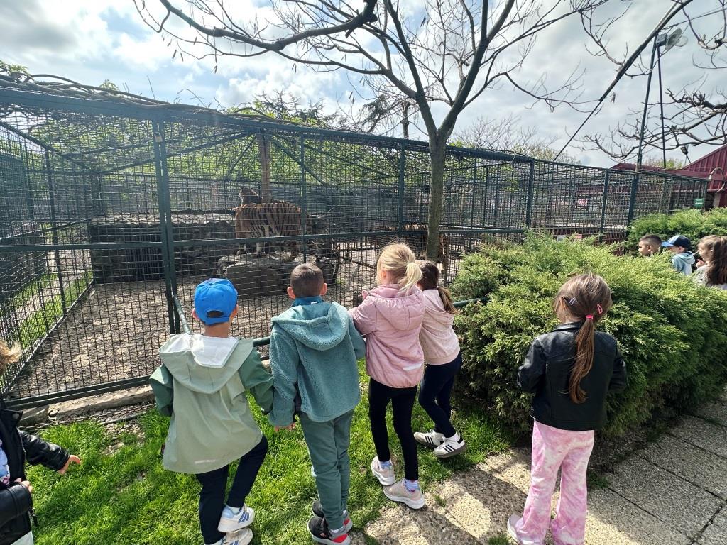 Izlet-skupine-Tockice-IV - Skupina djece stoji uz ogradu zoološkog vrta i promatra tigra u ograđenom prostoru okruženom drvećem i zelenilom.